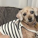 윤성진 안과/외과 동물병원 이미지