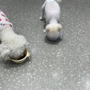 팰리스 독 이미지