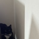 달과고양이 이미지