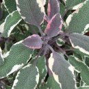 세이지 SAGE