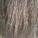 서촌농장 이미지