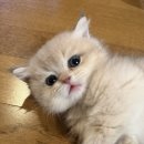 내일 | 안양/곡반정동/영통/이천/율전동 고양이분양후기에요