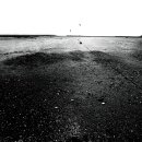 춤추는갈매기 이미지