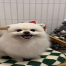 멍냥펫살롱 이미지