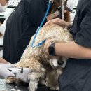 애견미용사 3급 자격증 과정 1 이미지