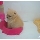 애견갤러리 강아지분양 애견샵 이미지