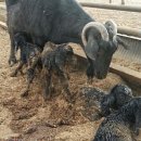 다산흑염소농장 이미지