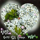장수식당 Daum카페