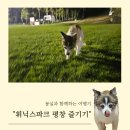 CU평창글로리아타운점 | 몽과 함께 한 평창 여행 2. 펫프렌들리 휘닉스파크 인프라 누리기