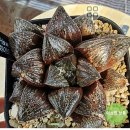 현천농장 이미지