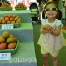 달성토마토축제 투어코리아