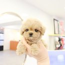 개키우는남자 강아지분양 대구본점 이미지