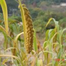 남근농장 이미지