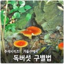 식용버섯 독버섯 이미지