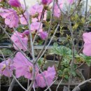 진달래농장 이미지