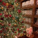 펌킨 펫하우스 청담 이미지