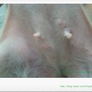 퍼피캣동물병원 이미지