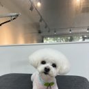 댕댕이 이발소 이미지