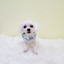 항상,예쁘개 이미지