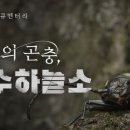 하늘소 이미지