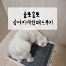 욜로홀로 | 욜로홀로배변패드후기 | 하남 반려동물용품점 방문해봤어요