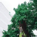 나무그늘숲아래