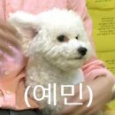 브이비비 이미지