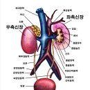 우신장