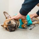 시온동물병원 이미지