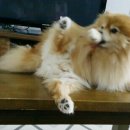 빅 그루밍 이미지