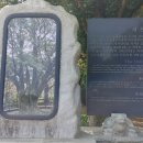 제주 평대리 비자나무 숲 티스토리