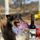 위드어스 와이너리 | 국내최초 유기농 멍와인 꼼빠뇽 궁금한 댕댕이들 모여라