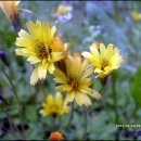 풀꽃민박 이미지