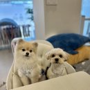 폴링인독 이미지