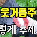 배추 웃거름주는방법 이미지