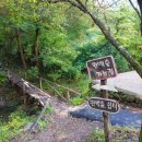 편백나무숲 이미지