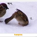 희망별자리 이미지