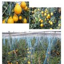 봉도농장 이미지