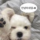 달츄 | 불당동 루미루✨_강아지 수제간식 Lumiru🐶⭐️