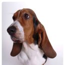 바셋하운드 이미지