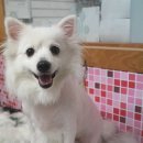 펫시스터즈 이미지