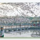 골정지 Daum카페