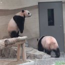 활어 후이바오🐼 날다💜🩷 이미지