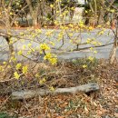 원적산체육공원 이미지