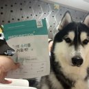 강아지톡 | 강아지인공눈물 강아지안약 하울릭 퓨어톡 인공눈물 눈세정제 후기