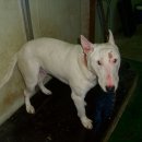 사파동225 이미지