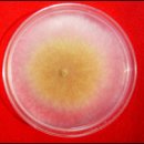 [충북] 신종 천적곰팡이로 수박 흰가루병 방제 이미지