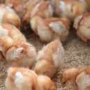 순익농장 이미지