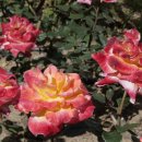 이곡장미공원 이미지