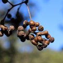 황금농장2 이미지